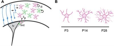 Astrocyte development—More questions than answers